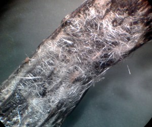 Cristalli di vanillina su un baccello di vaniglia, 10 ingrandimenti