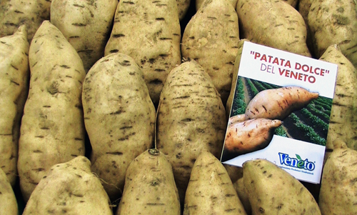 Patate americane del tipo che si trovano qui