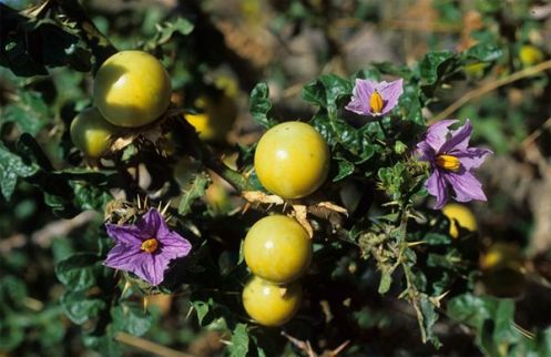 Solanum_linnaeanum3